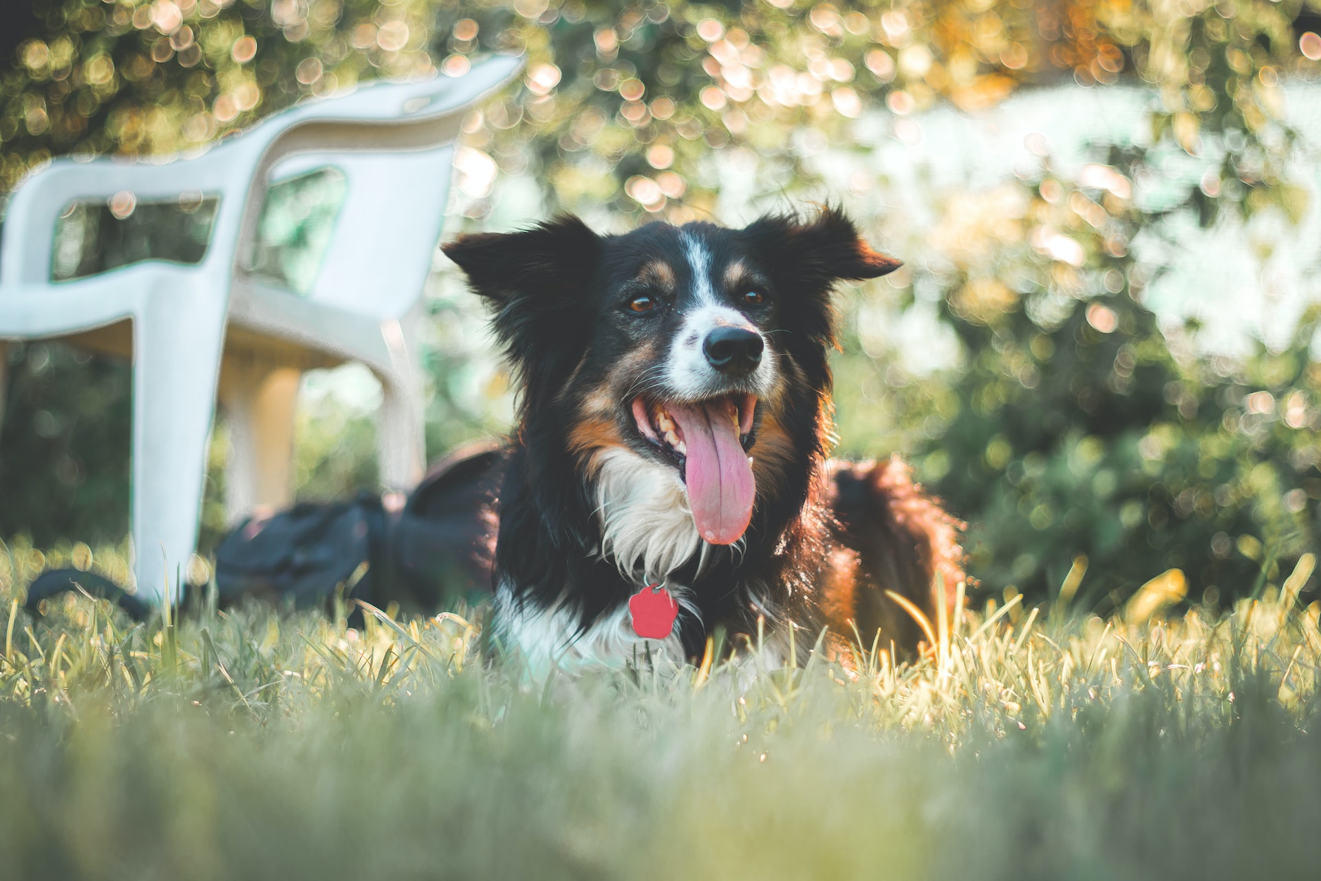 Sommarvård för husdjur: Tips och råd från Pawpalace